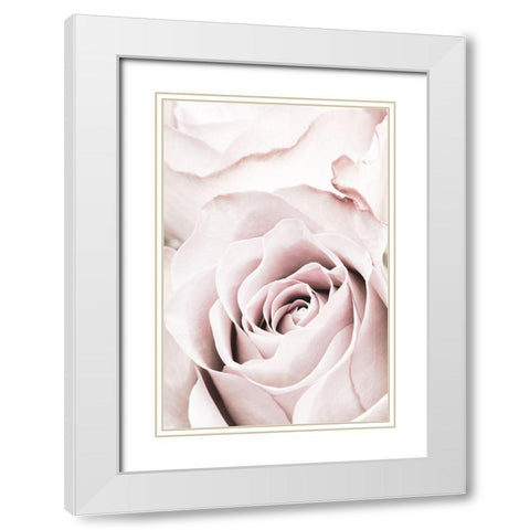 Pink Rose No 05 White Modern Wood Framed Art Print with Double Matting by 1x Studio III