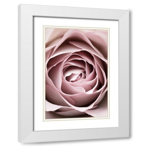 Pink Rose No 04 White Modern Wood Framed Art Print with Double Matting by 1x Studio III