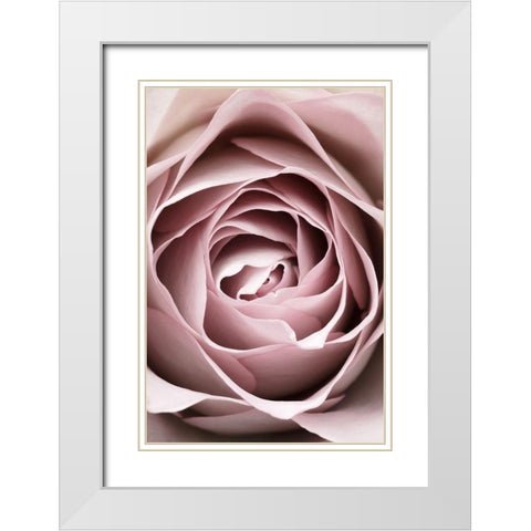 Pink Rose No 04 White Modern Wood Framed Art Print with Double Matting by 1x Studio III