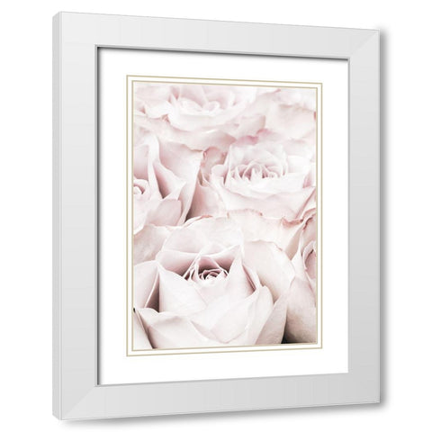 Pink Roses No 04 White Modern Wood Framed Art Print with Double Matting by 1x Studio III