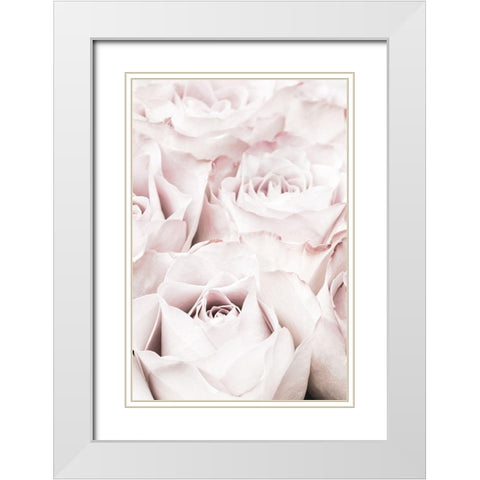 Pink Roses No 04 White Modern Wood Framed Art Print with Double Matting by 1x Studio III