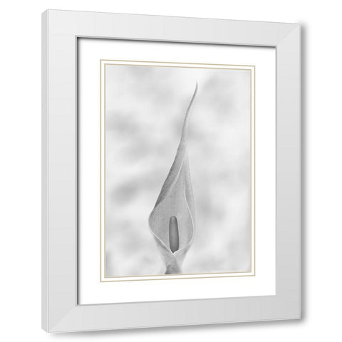 Arum Maculatum White Modern Wood Framed Art Print with Double Matting by Piazza, Vincenzo