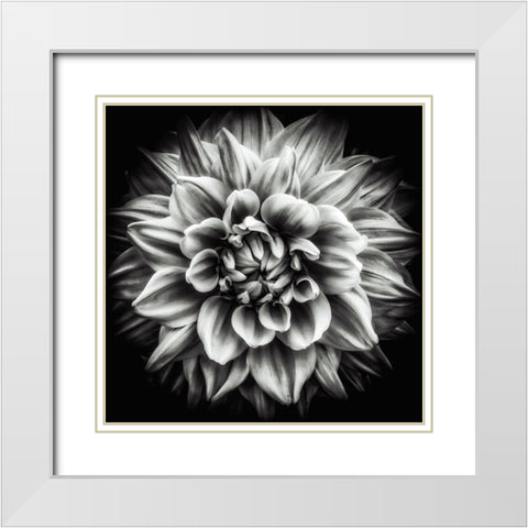 Dahlia In Black And White White Modern Wood Framed Art Print with Double Matting by Walther, Dieter