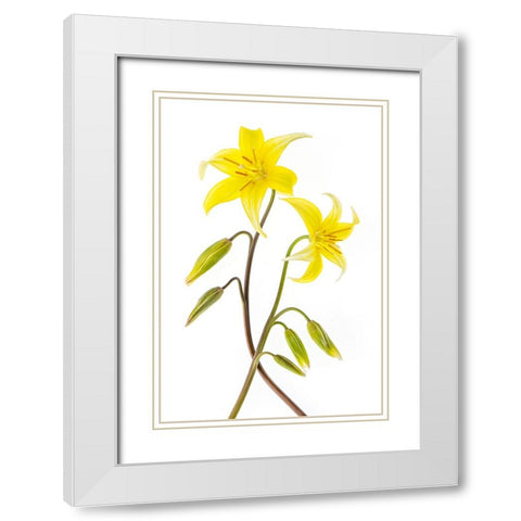 Dogtooth Violet White Modern Wood Framed Art Print with Double Matting by Parker, Jacky