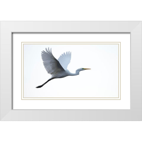 Little Egret White Modern Wood Framed Art Print with Double Matting by Manusevich, David