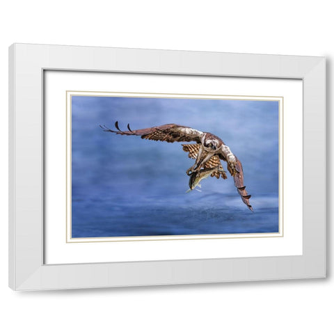 Osprey White Modern Wood Framed Art Print with Double Matting by Huang, Tao
