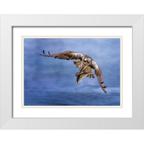Osprey White Modern Wood Framed Art Print with Double Matting by Huang, Tao