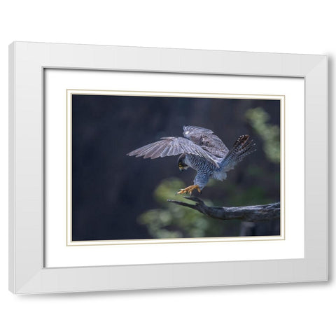 Peregrine Falcon White Modern Wood Framed Art Print with Double Matting by Huang, Tao