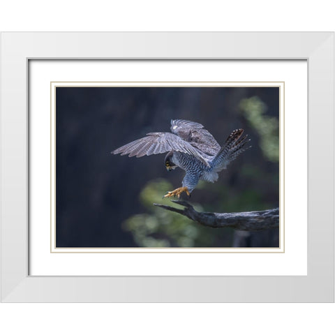 Peregrine Falcon White Modern Wood Framed Art Print with Double Matting by Huang, Tao
