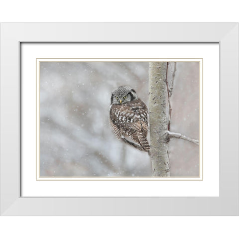 Northern Hawk Owl Look Back White Modern Wood Framed Art Print with Double Matting by Suo, Jasmine