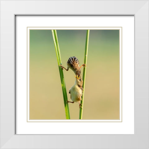 Kungfu Bird White Modern Wood Framed Art Print with Double Matting by Suhardjo, Lisdiyanto
