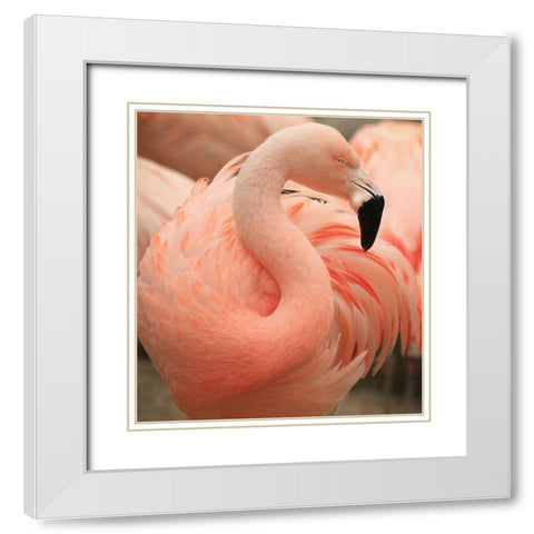 Portrait Of A Pink Flamingo White Modern Wood Framed Art Print with Double Matting by Wechsler, Robin