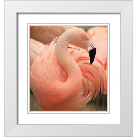 Portrait Of A Pink Flamingo White Modern Wood Framed Art Print with Double Matting by Wechsler, Robin