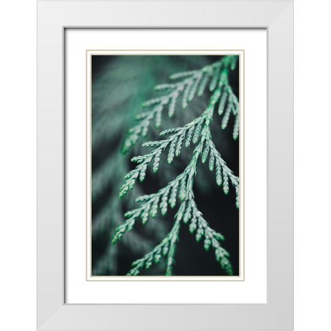 Conifer twig White Modern Wood Framed Art Print with Double Matting by 1x Studio III