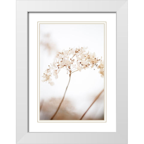 Soft Dried Flower_Brown White Modern Wood Framed Art Print with Double Matting by 1x Studio III