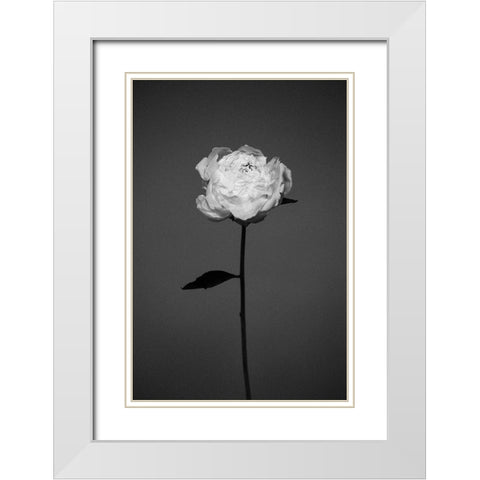 Peony White Modern Wood Framed Art Print with Double Matting by Frolova, Antonida