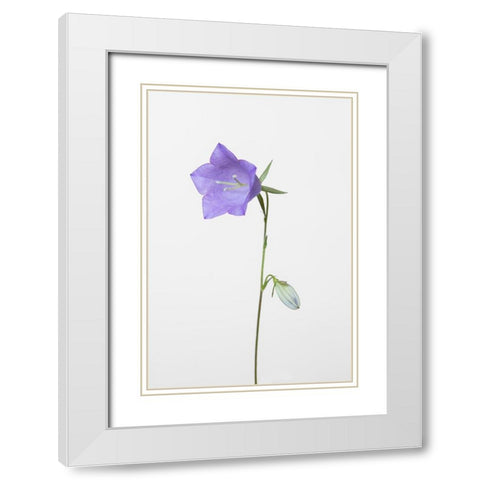 Bluebell_gray background White Modern Wood Framed Art Print with Double Matting by 1x Studio III