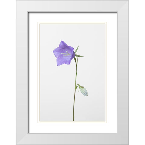 Bluebell_gray background White Modern Wood Framed Art Print with Double Matting by 1x Studio III