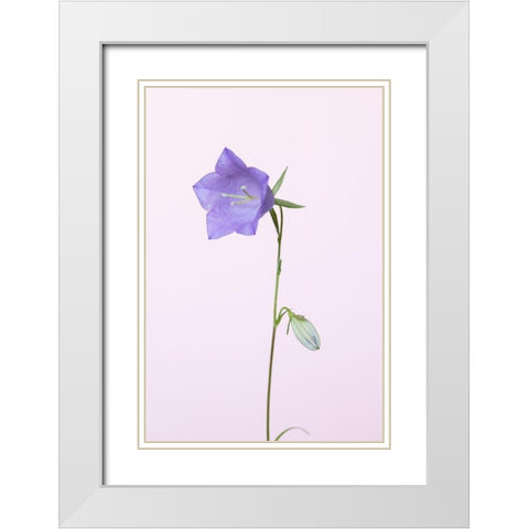 Bluebell_pink background White Modern Wood Framed Art Print with Double Matting by 1x Studio III