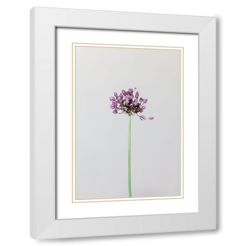Chive Flower White Modern Wood Framed Art Print with Double Matting by 1x Studio III