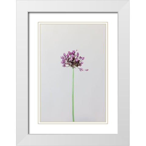 Chive Flower White Modern Wood Framed Art Print with Double Matting by 1x Studio III