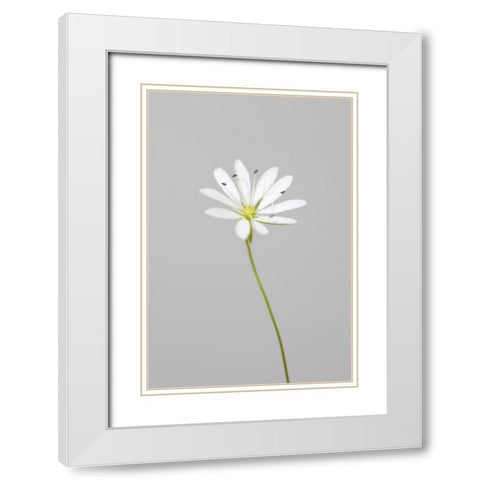 Small White Flower_1 White Modern Wood Framed Art Print with Double Matting by 1x Studio III