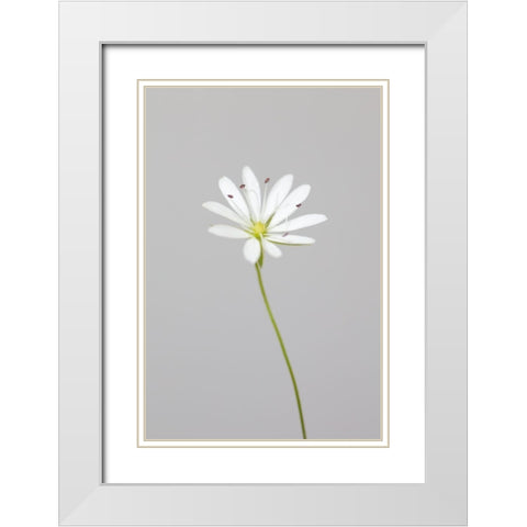Small White Flower_1 White Modern Wood Framed Art Print with Double Matting by 1x Studio III