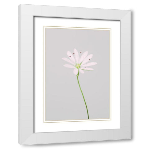 Small pink flower White Modern Wood Framed Art Print with Double Matting by 1x Studio III
