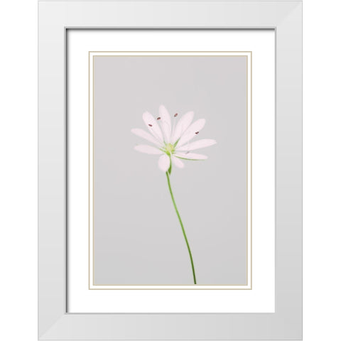 Small pink flower White Modern Wood Framed Art Print with Double Matting by 1x Studio III