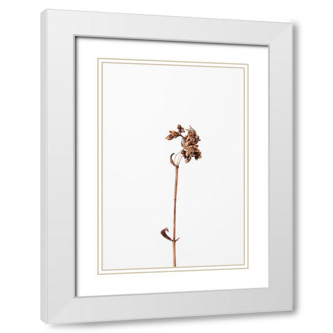Dried brown plant_2 White Modern Wood Framed Art Print with Double Matting by 1x Studio III