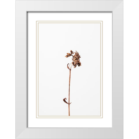 Dried brown plant_2 White Modern Wood Framed Art Print with Double Matting by 1x Studio III
