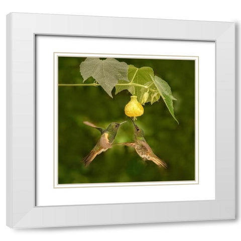 A Pair Of Buff-Tailed Coronets White Modern Wood Framed Art Print with Double Matting by Xu, Sheila