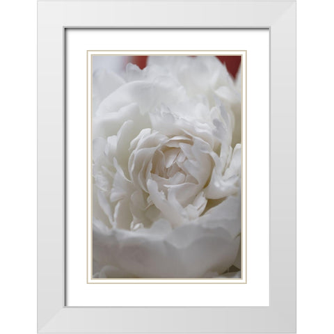 Peony_13 White Modern Wood Framed Art Print with Double Matting by 1x Studio III