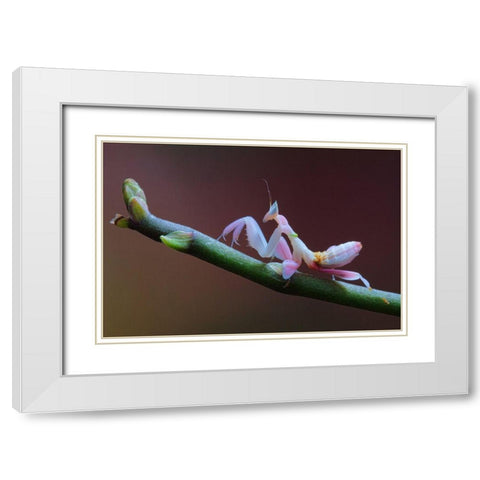 Walking Flower White Modern Wood Framed Art Print with Double Matting by Hoffman, Jimmy