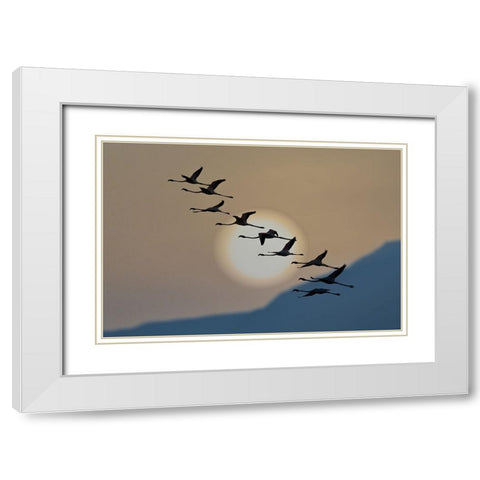 Flamingos At Sunrise White Modern Wood Framed Art Print with Double Matting by Bar Or, Eyal