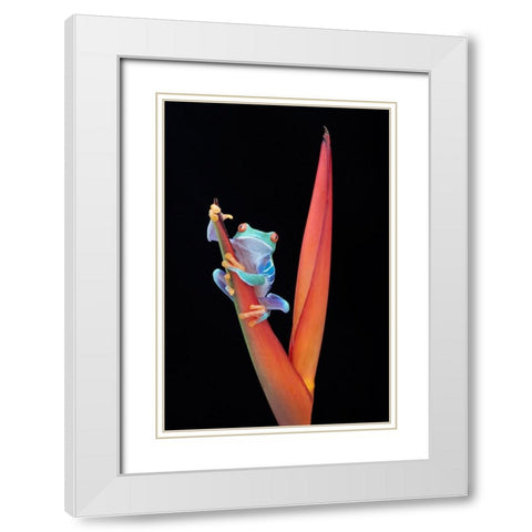 Red Eyed Tree Frog on a Tropical Flower White Modern Wood Framed Art Print with Double Matting by D Lester, Linda