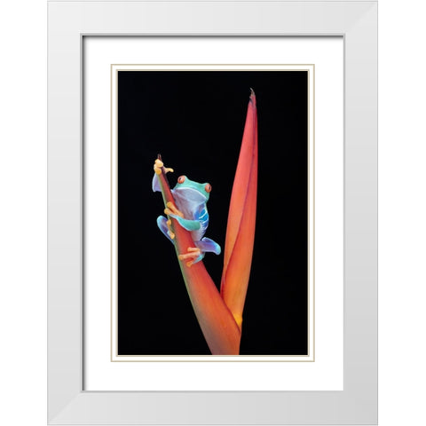 Red Eyed Tree Frog on a Tropical Flower White Modern Wood Framed Art Print with Double Matting by D Lester, Linda