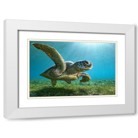 Green Turtle White Modern Wood Framed Art Print with Double Matting by Melesan, Serge