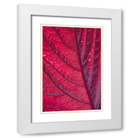Red Leaf White Modern Wood Framed Art Print with Double Matting by 1x Studio III