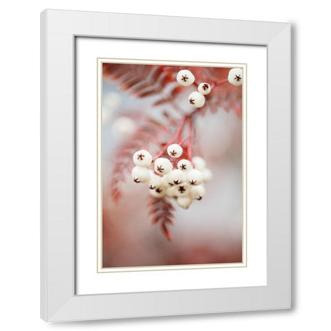 Berries on a twig White Modern Wood Framed Art Print with Double Matting by 1x Studio III