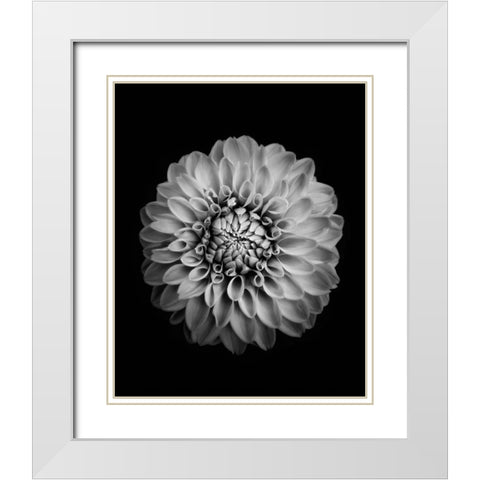 Marigold White Modern Wood Framed Art Print with Double Matting by Zhao, Alex