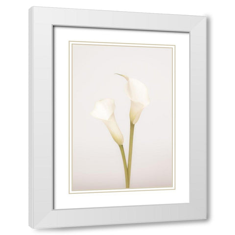 White Calla Lily No 1 White Modern Wood Framed Art Print with Double Matting by 1x Studio III