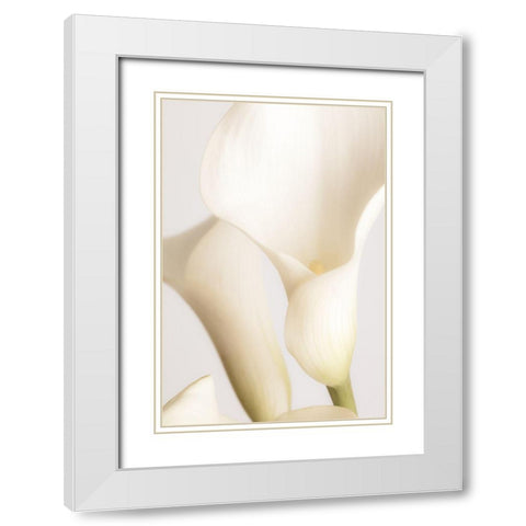 White Calla Lily No 2 White Modern Wood Framed Art Print with Double Matting by 1x Studio III