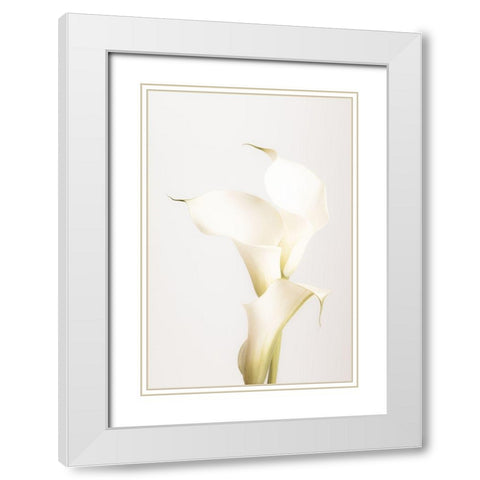 White Calla Lily No 3 White Modern Wood Framed Art Print with Double Matting by 1x Studio III