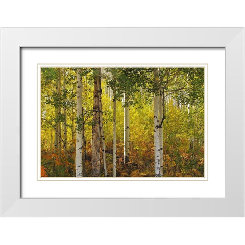 Fall Aspens White Modern Wood Framed Art Print with Double Matting by J. Douglas, Larry