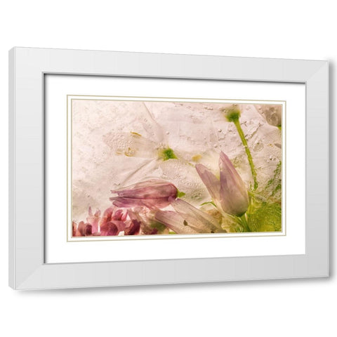 Glacial Rose White Modern Wood Framed Art Print with Double Matting by Satriani, Giuseppe
