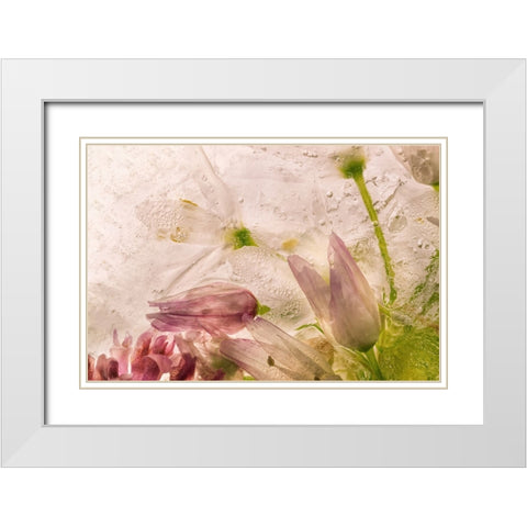 Glacial Rose White Modern Wood Framed Art Print with Double Matting by Satriani, Giuseppe