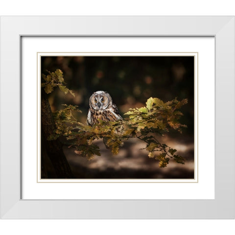 Long Eared Owl White Modern Wood Framed Art Print with Double Matting by Firesova, Michaela