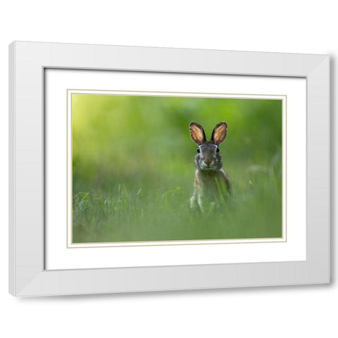 A Tu Per Tu White Modern Wood Framed Art Print with Double Matting by Barisone, Marco