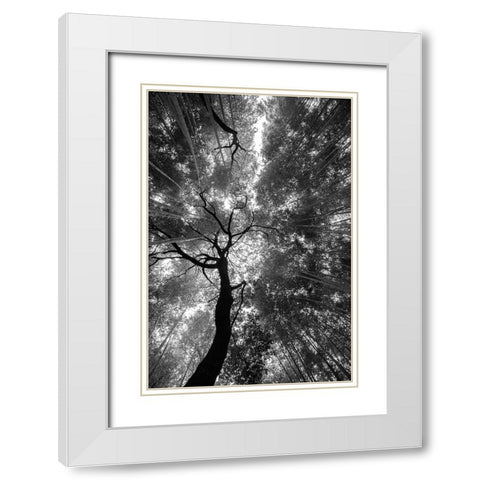 Forest Sky White Modern Wood Framed Art Print with Double Matting by Nero, Andrea